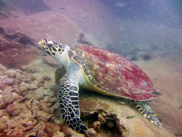 Koh Krok Turtle