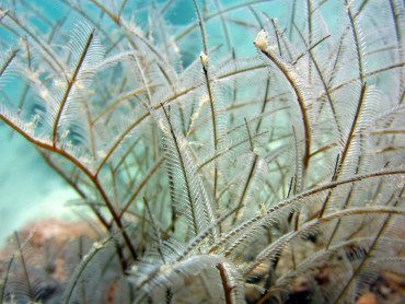 stinging hydroids