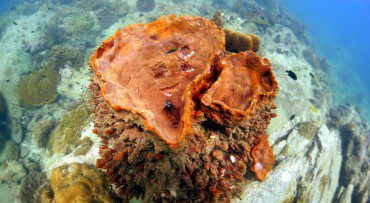 Koh Man Wichai diving with adventure Divers in Pattaya